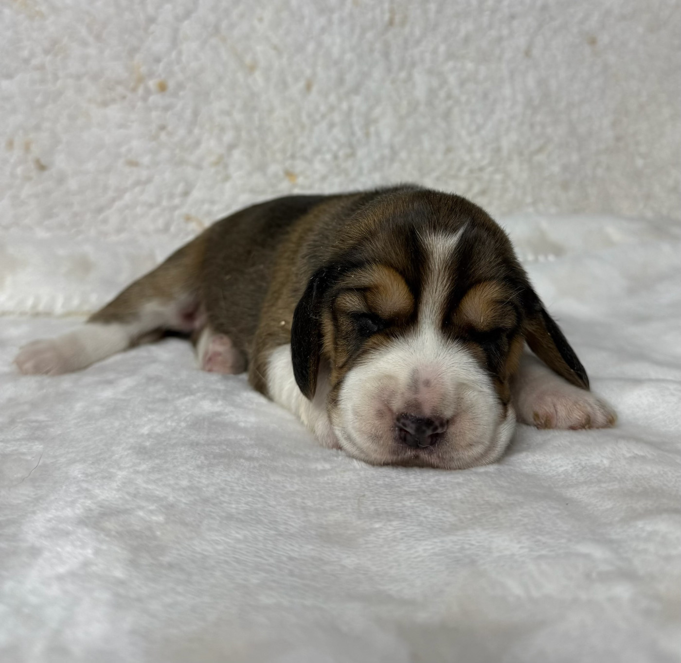 du moulin de madjurie - Chiots disponibles - Beagle