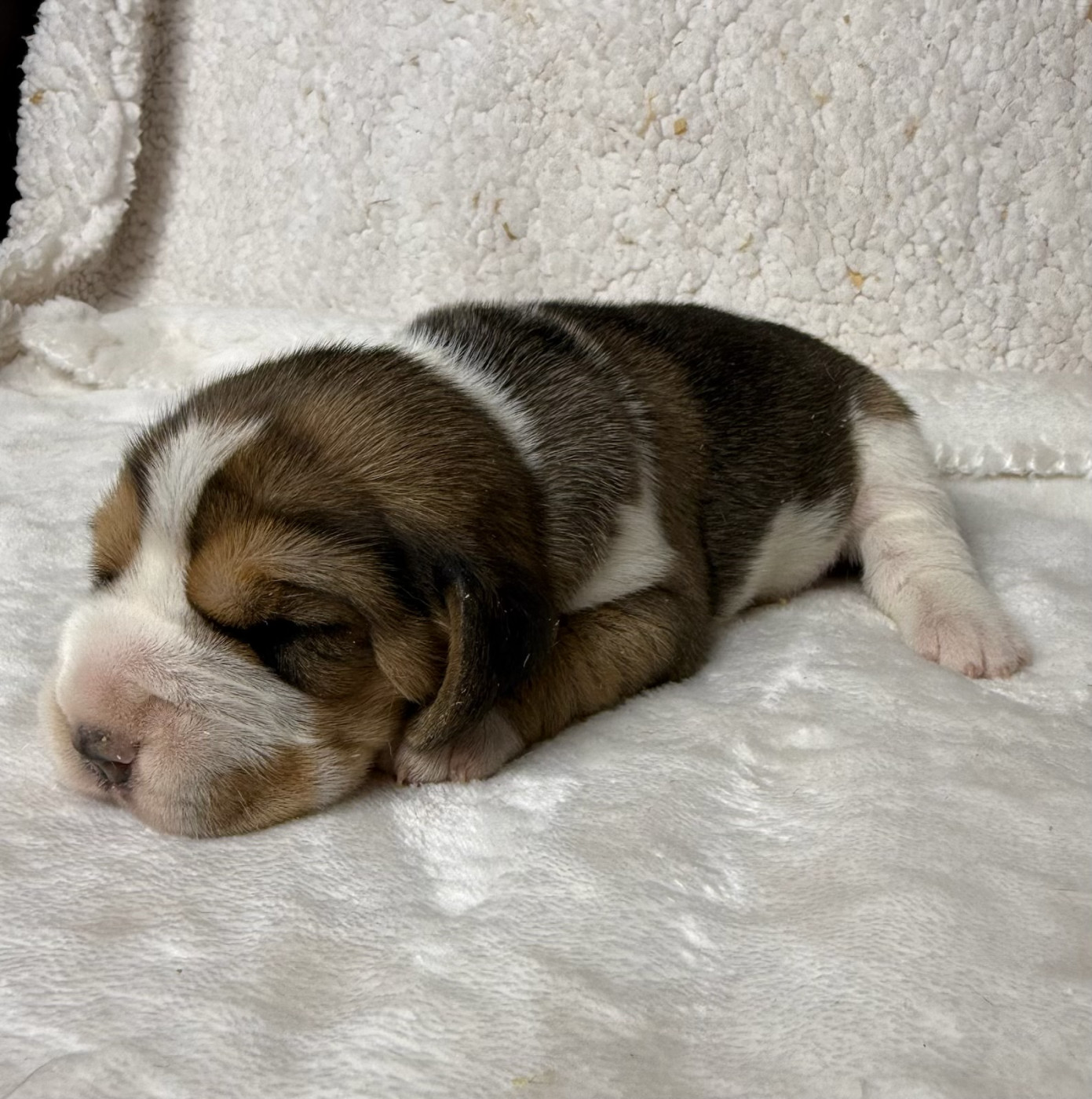 du moulin de madjurie - Chiots disponibles - Beagle