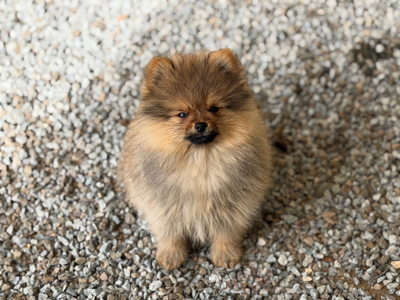 du moulin de madjurie - Chiots disponibles - Spitz allemand