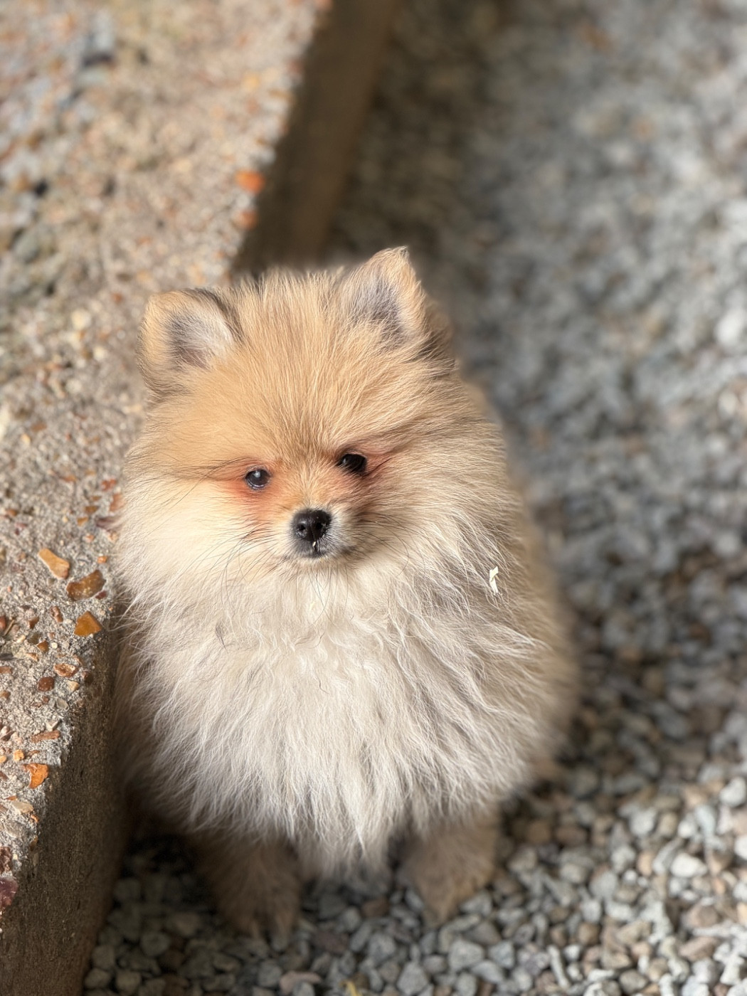 du moulin de madjurie - Chiots disponibles - Spitz allemand