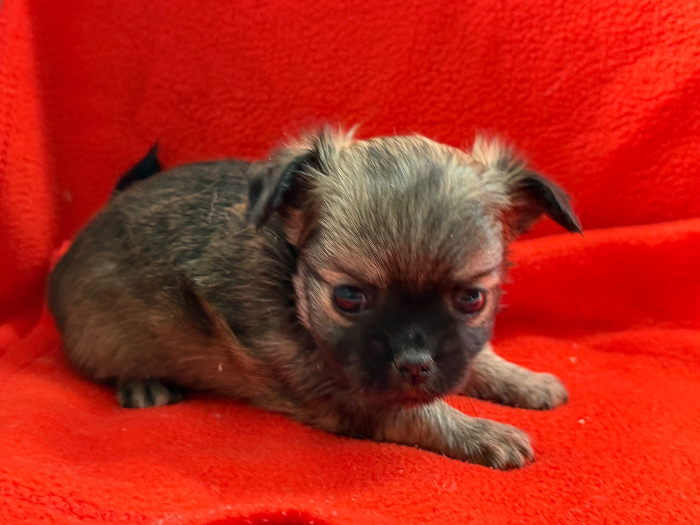 du moulin de madjurie - Chiots disponibles - Chihuahua