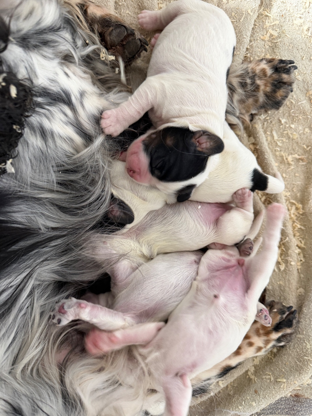 du moulin de madjurie - Chiots disponibles - Cocker Spaniel Anglais
