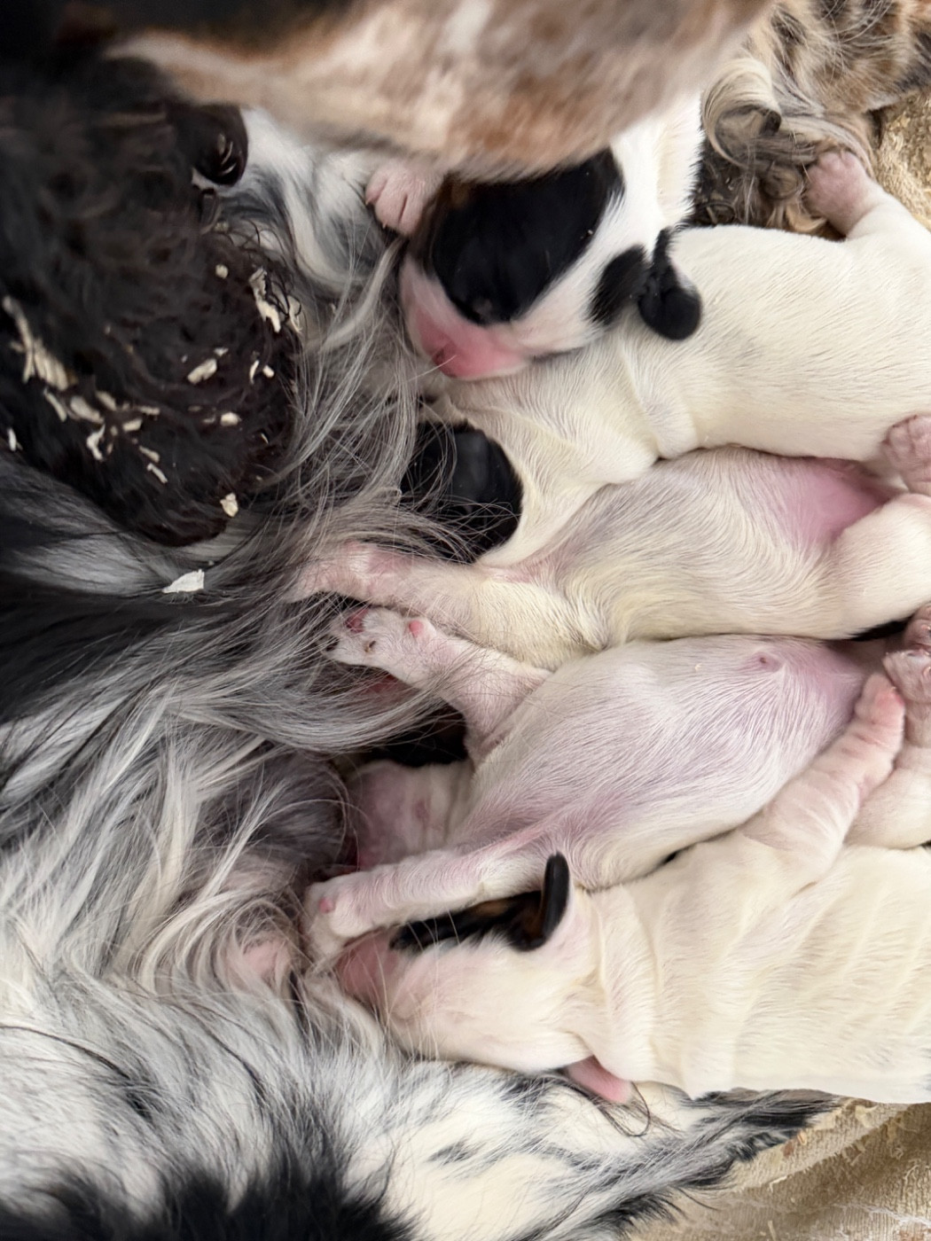 du moulin de madjurie - Chiots disponibles - Cocker Spaniel Anglais