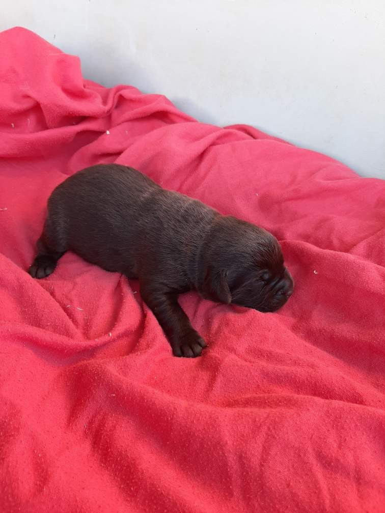 du moulin de madjurie - Chiots disponibles - Labrador Retriever