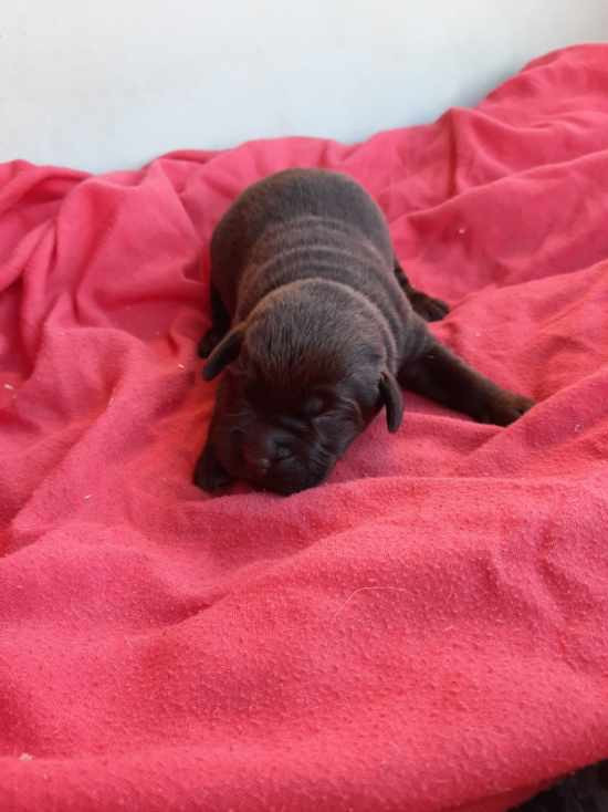 du moulin de madjurie - Chiots disponibles - Labrador Retriever