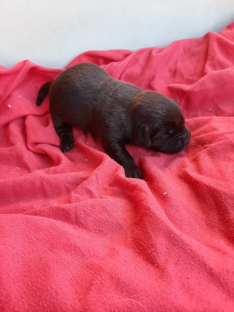 du moulin de madjurie - Chiots disponibles - Labrador Retriever