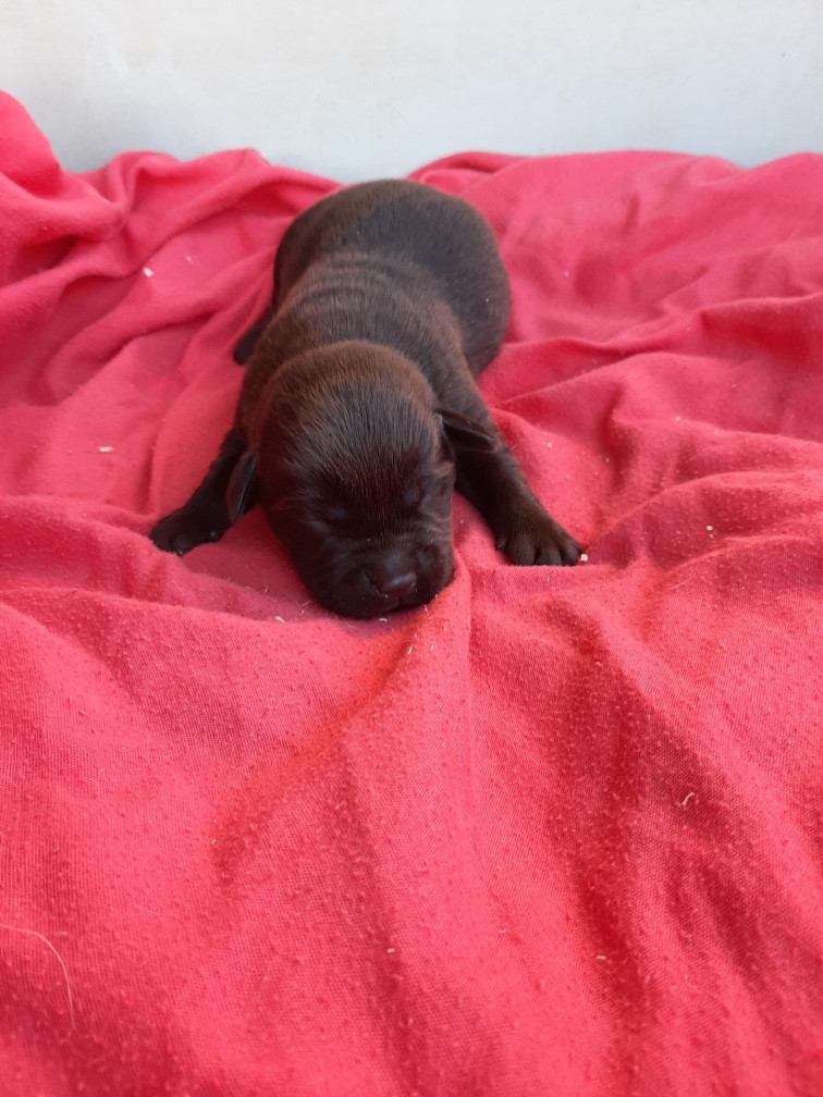 du moulin de madjurie - Chiots disponibles - Labrador Retriever