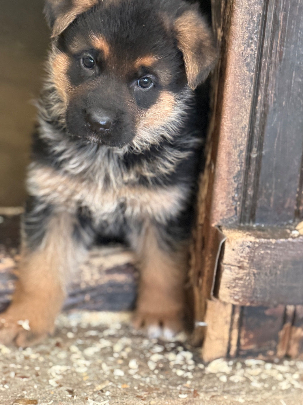 du moulin de madjurie - Chiots disponibles - Berger Allemand