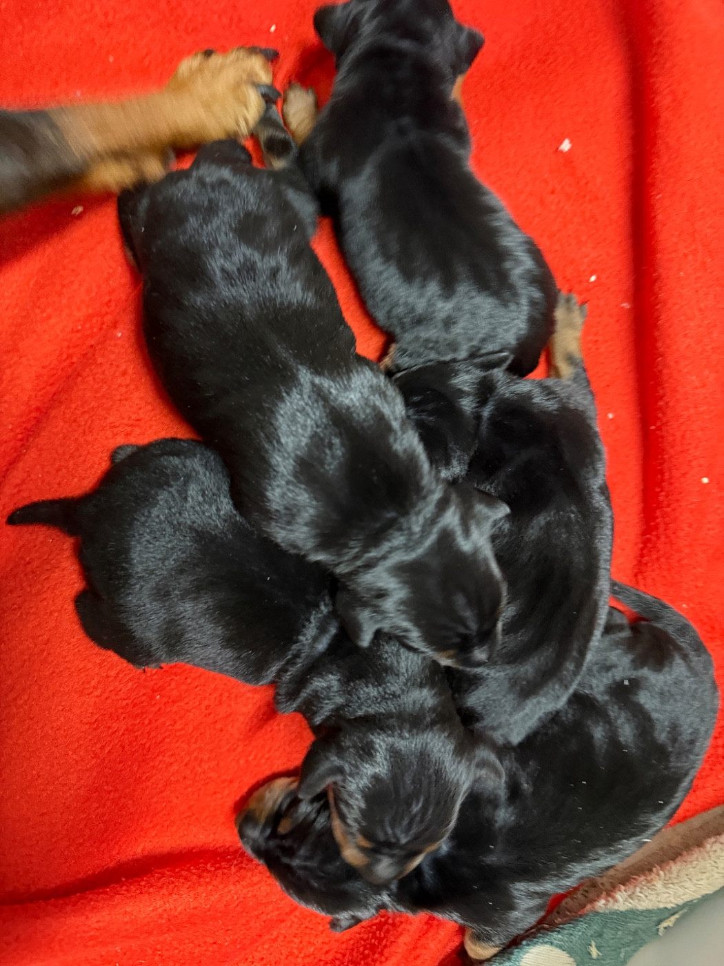 du moulin de madjurie - Chiots disponibles - Pinscher nain