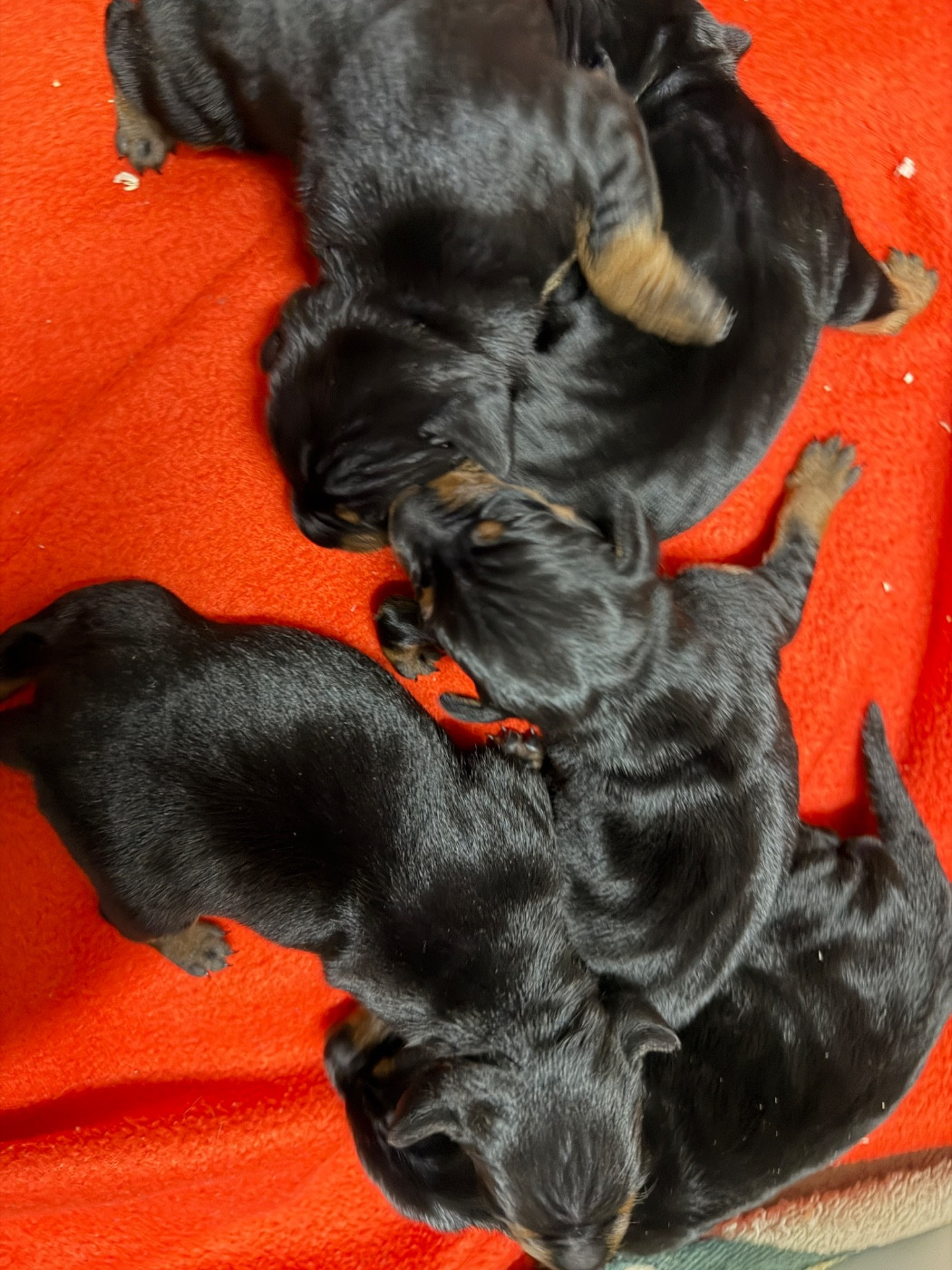 du moulin de madjurie - Chiots disponibles - Pinscher nain