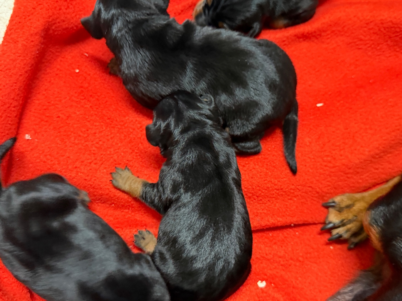 du moulin de madjurie - Chiots disponibles - Pinscher nain