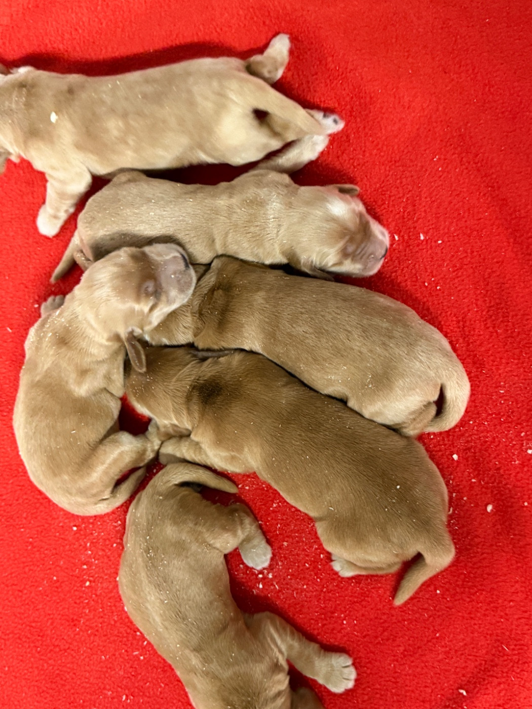 du moulin de madjurie - Chiots disponibles - Cocker Spaniel Anglais