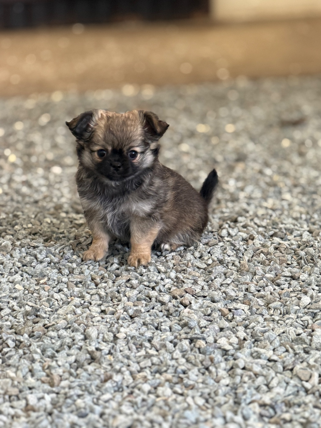 du moulin de madjurie - Chiots disponibles - Chihuahua