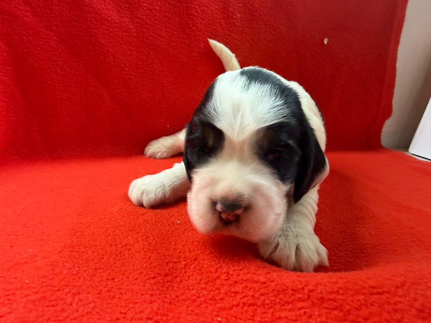 du moulin de madjurie - Chiots disponibles - Cocker Spaniel Anglais