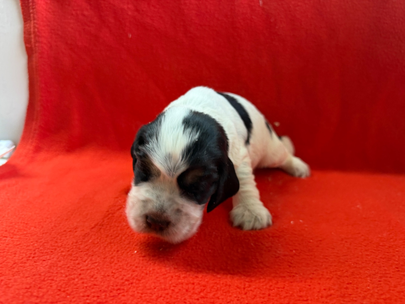 du moulin de madjurie - Chiots disponibles - Cocker Spaniel Anglais