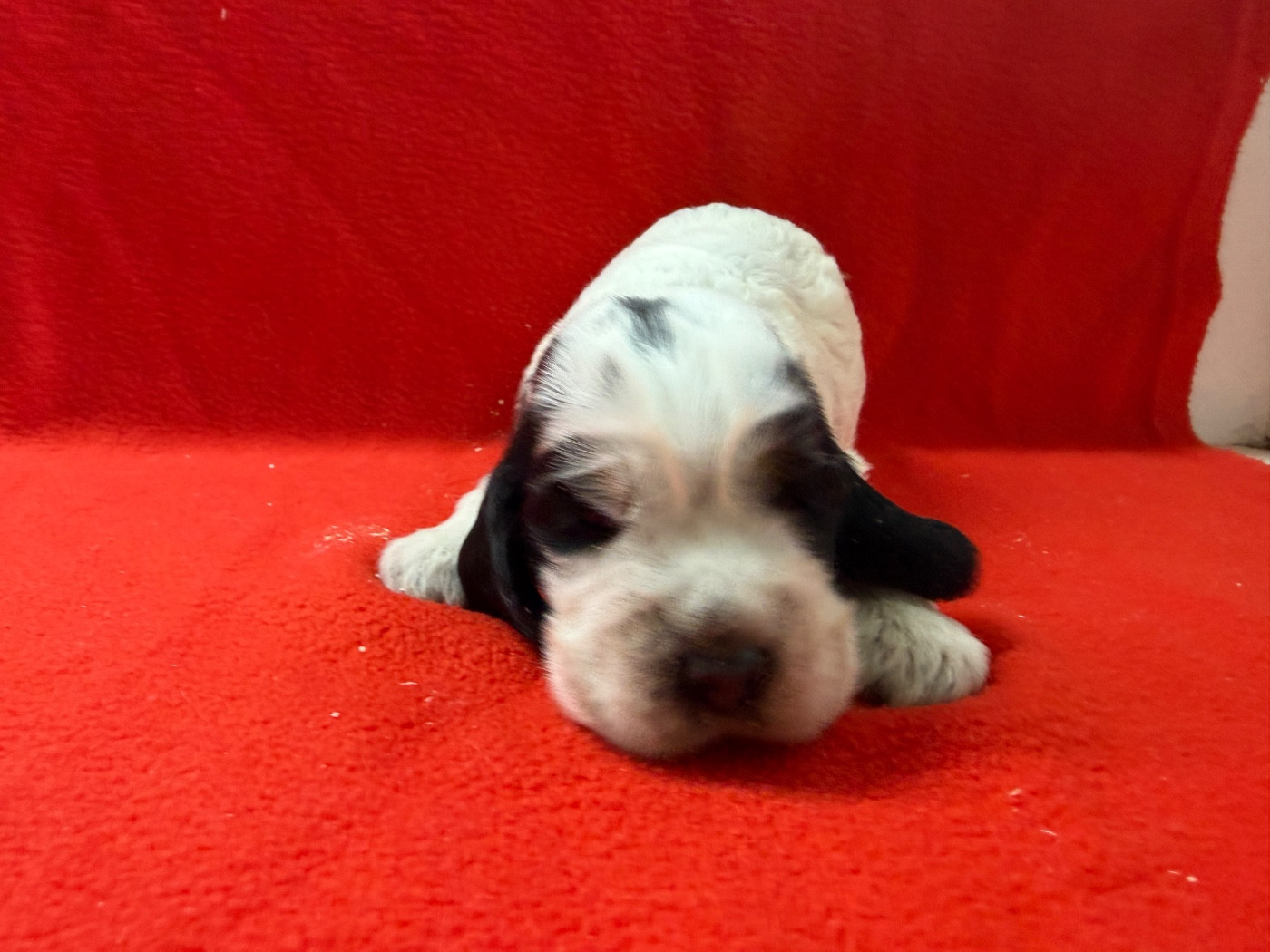 du moulin de madjurie - Chiots disponibles - Cocker Spaniel Anglais