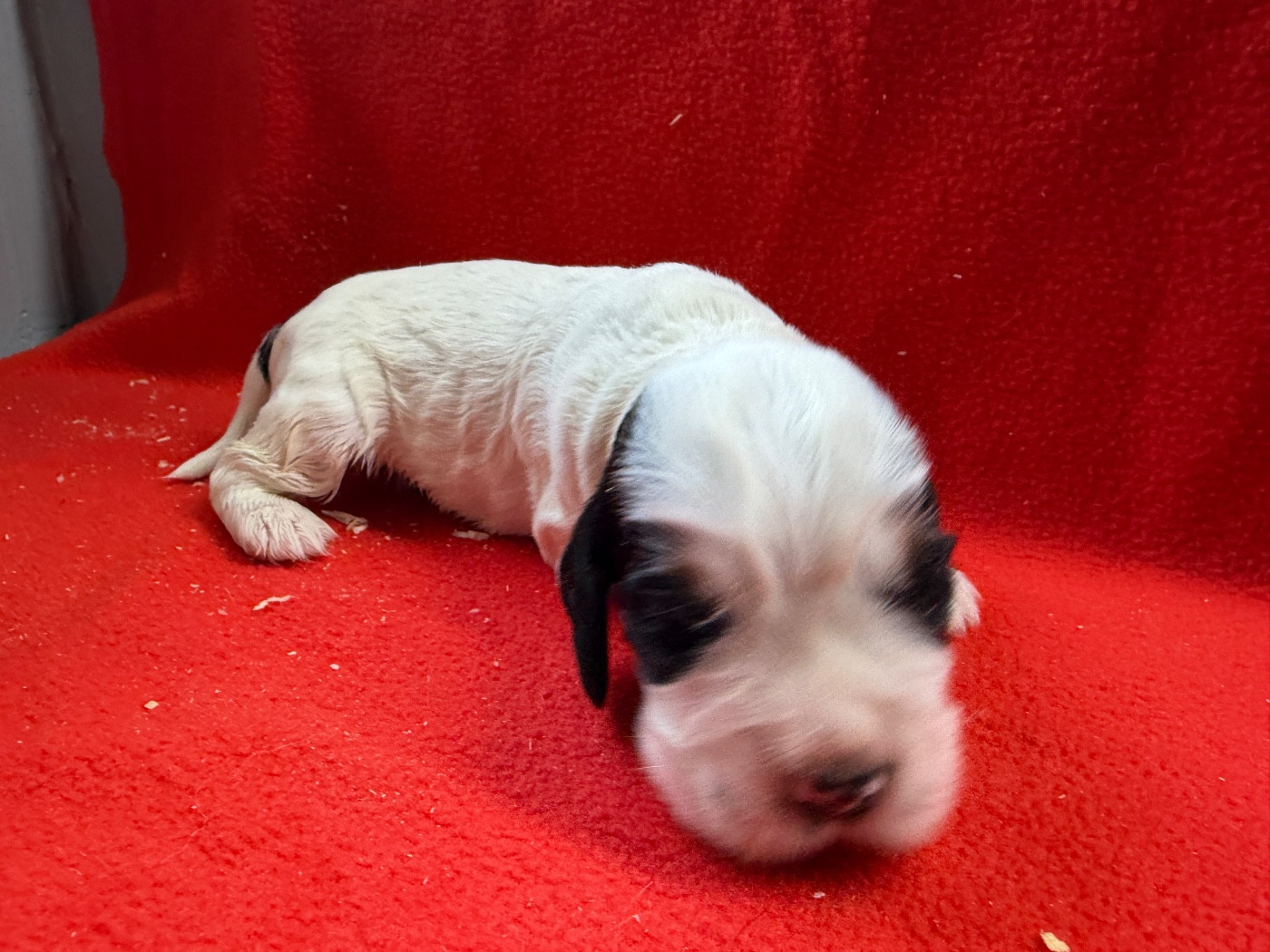 du moulin de madjurie - Chiots disponibles - Cocker Spaniel Anglais