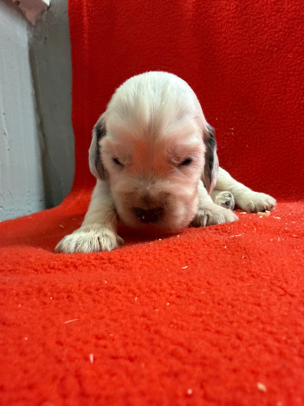 du moulin de madjurie - Chiots disponibles - Cocker Spaniel Anglais