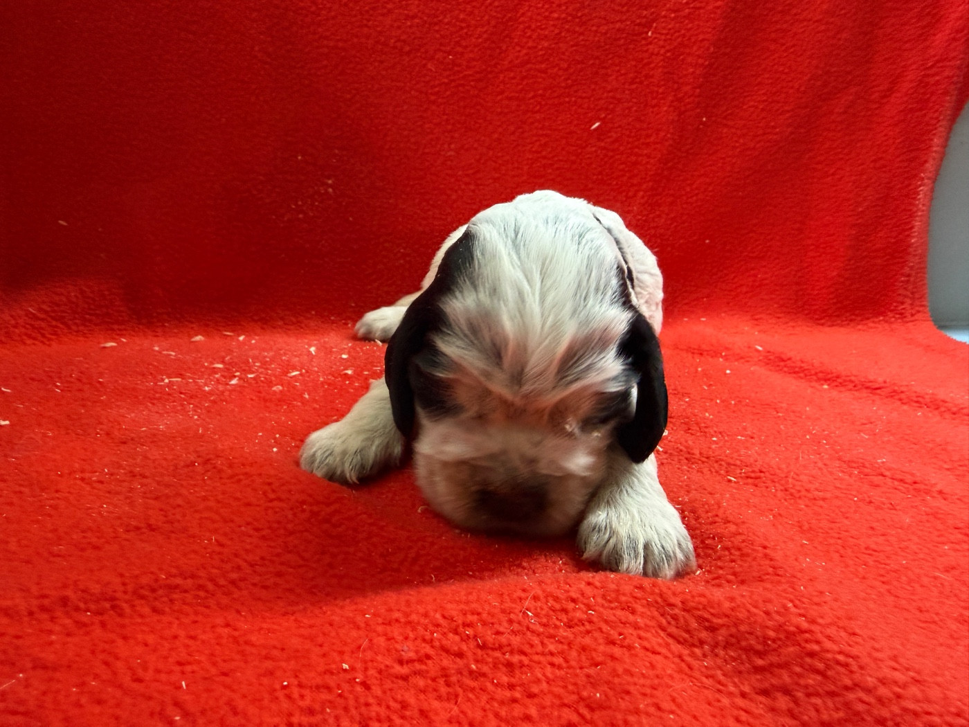 du moulin de madjurie - Chiots disponibles - Cocker Spaniel Anglais