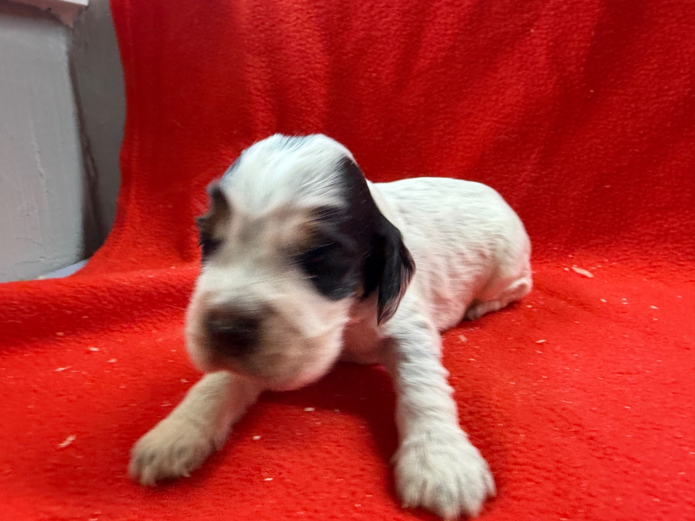 du moulin de madjurie - Chiots disponibles - Cocker Spaniel Anglais