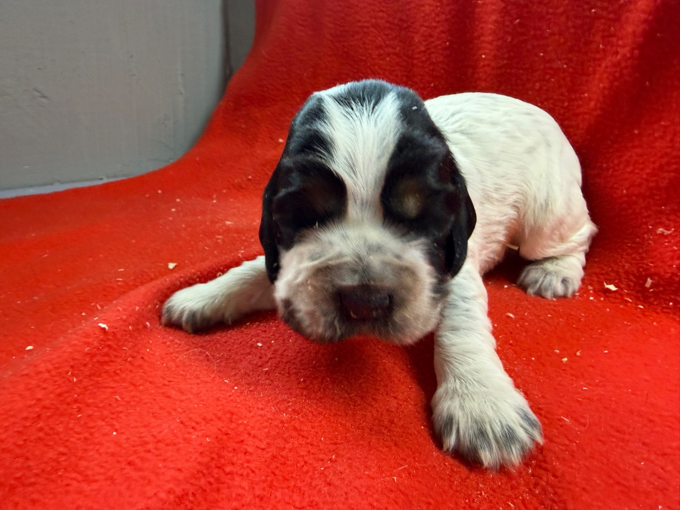 du moulin de madjurie - Chiots disponibles - Cocker Spaniel Anglais