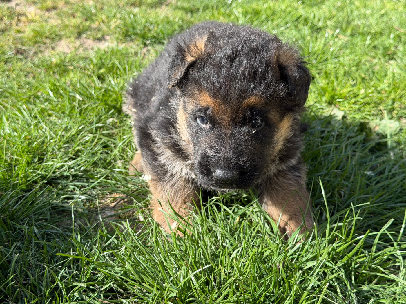 du moulin de madjurie - Chiots disponibles - Berger Allemand