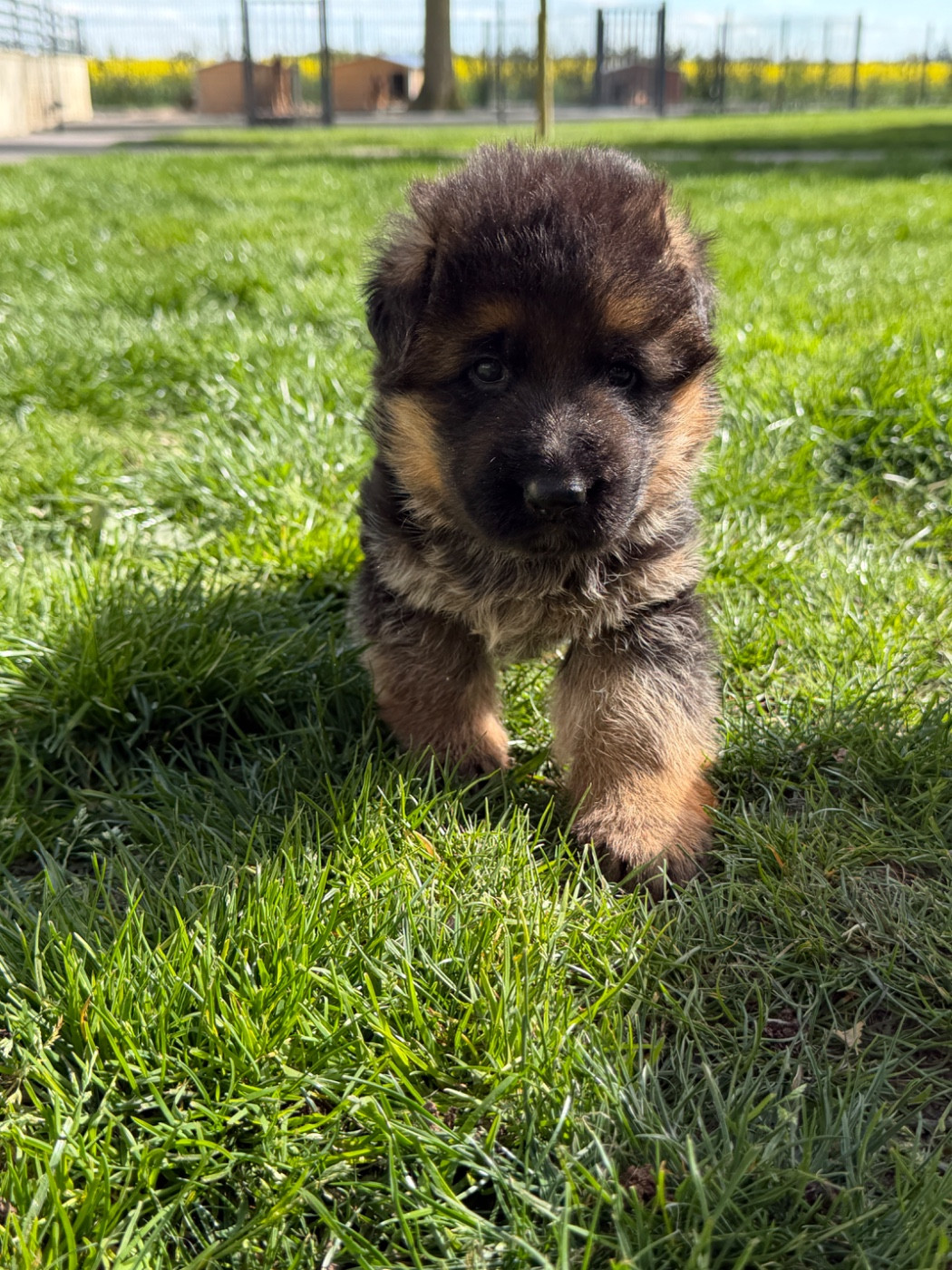 du moulin de madjurie - Chiots disponibles - Berger Allemand