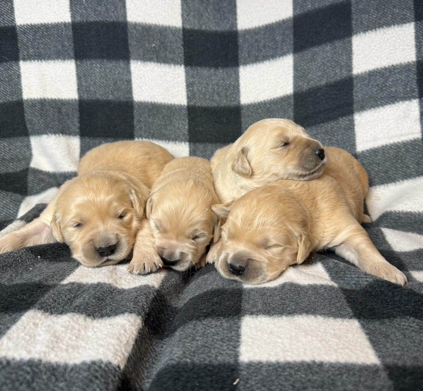 du moulin de madjurie - Chiots disponibles - Golden Retriever