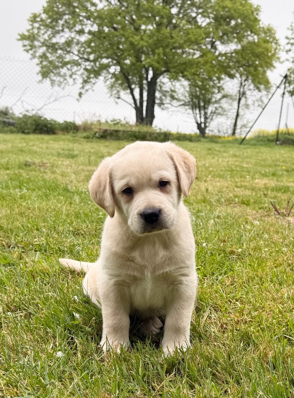 du moulin de madjurie - Chiots disponibles - Labrador Retriever