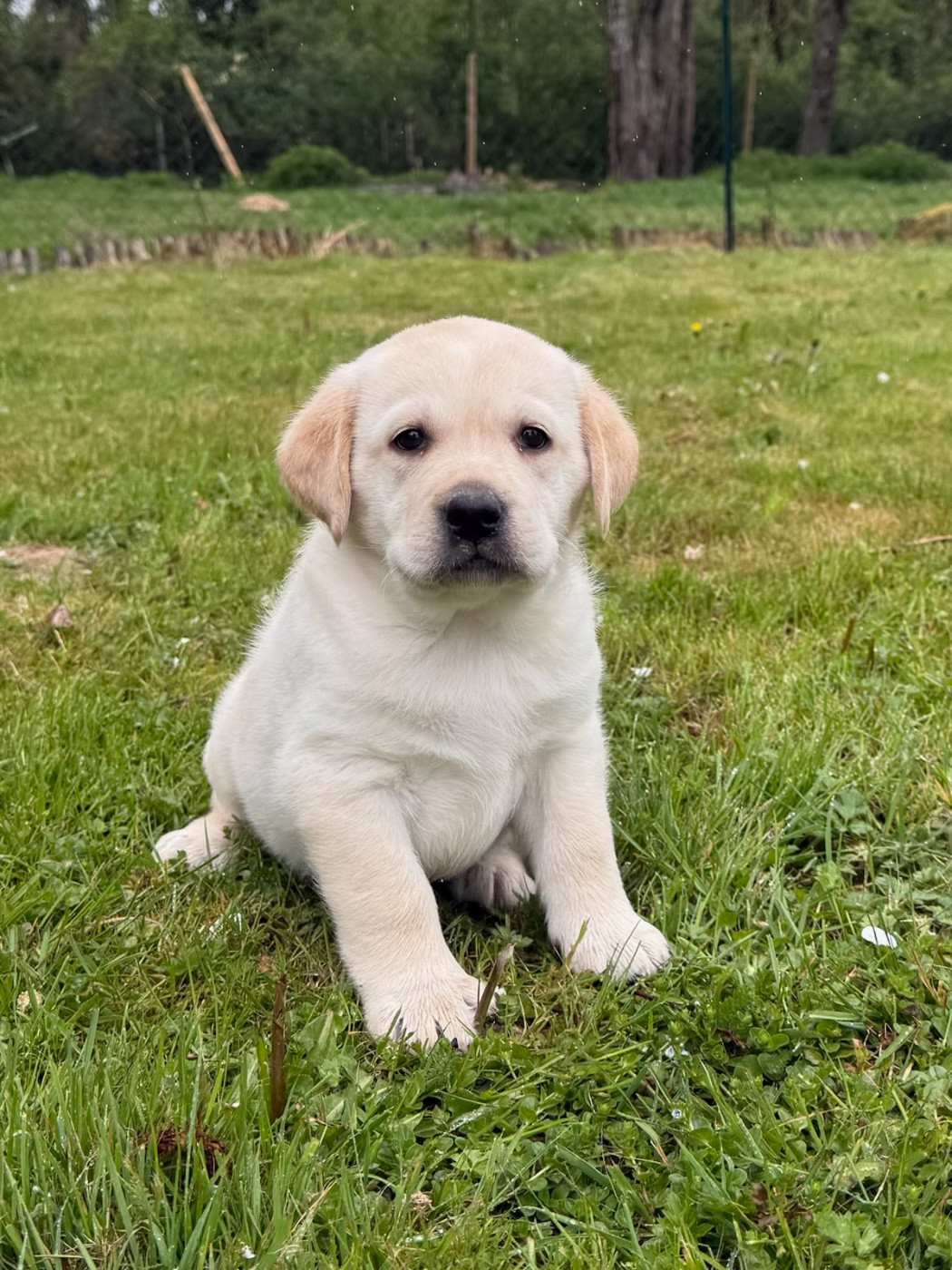 du moulin de madjurie - Chiots disponibles - Labrador Retriever