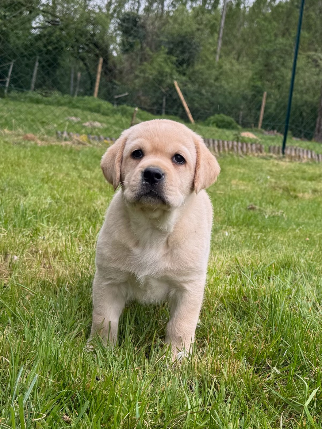 du moulin de madjurie - Chiots disponibles - Labrador Retriever