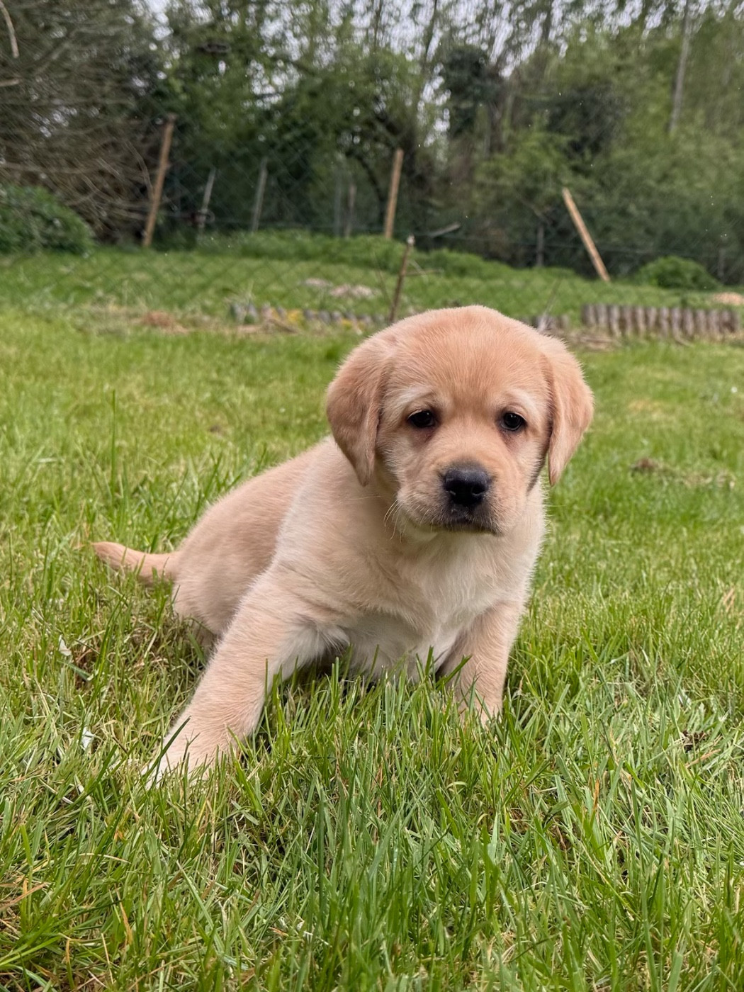 du moulin de madjurie - Chiots disponibles - Labrador Retriever