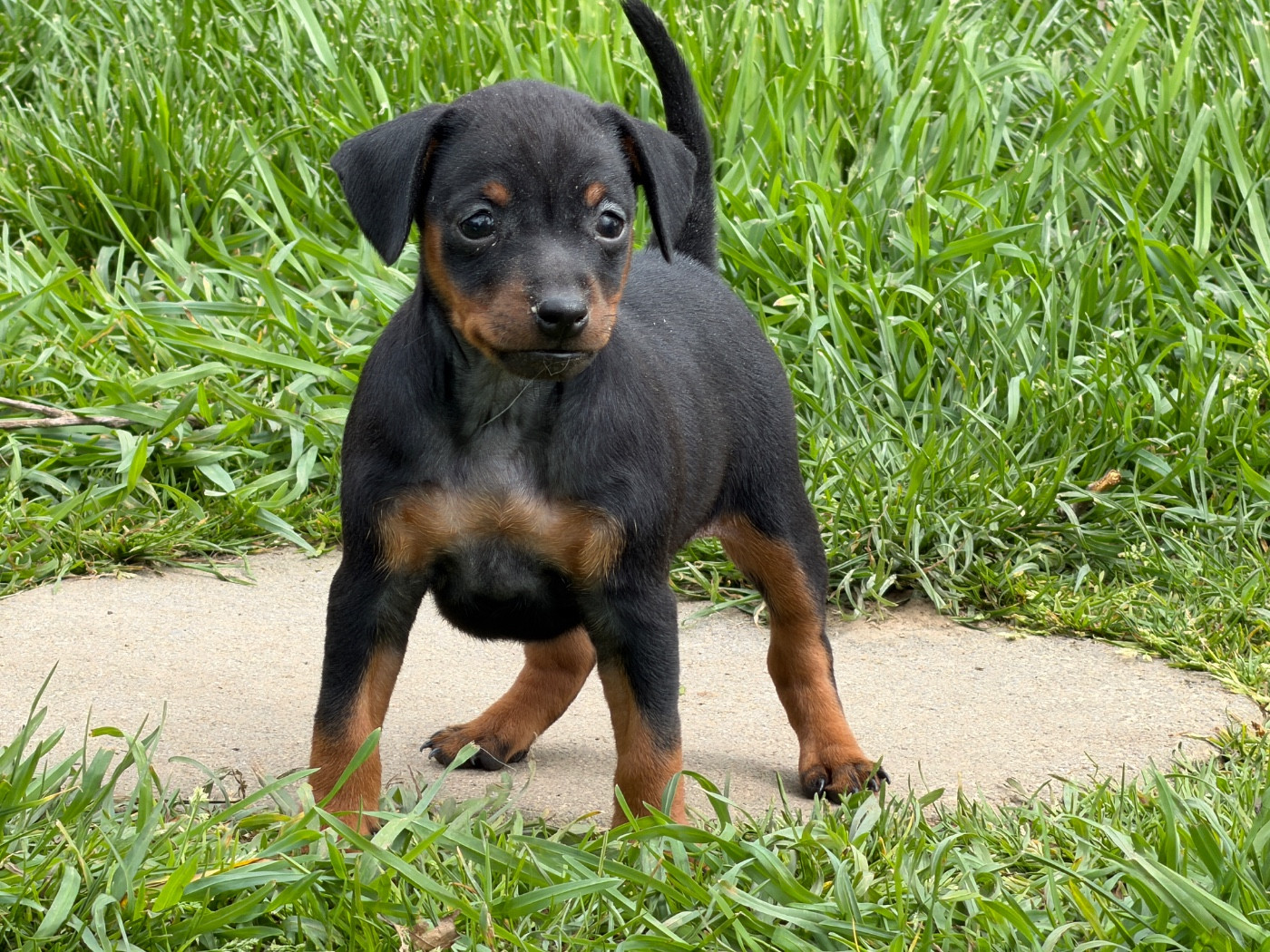 du moulin de madjurie - Chiots disponibles - Pinscher nain