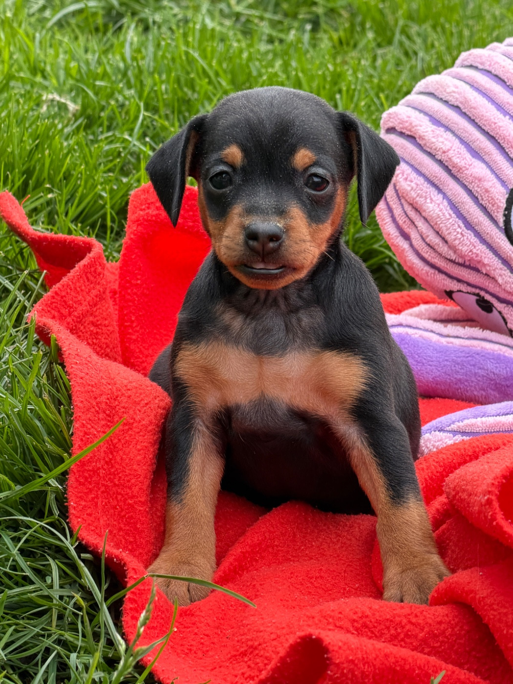 du moulin de madjurie - Chiots disponibles - Pinscher nain
