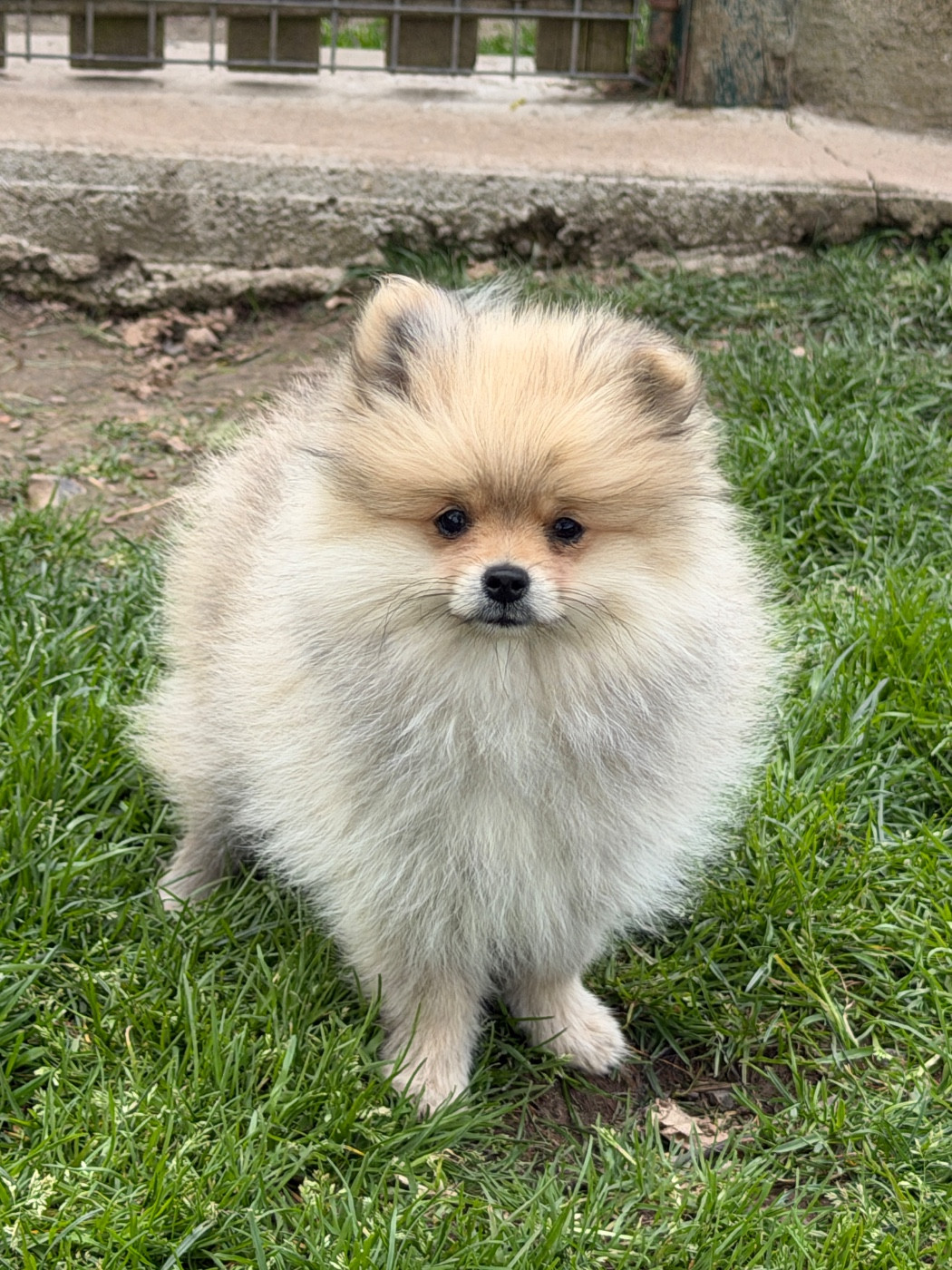 du moulin de madjurie - Chiots disponibles - Spitz allemand