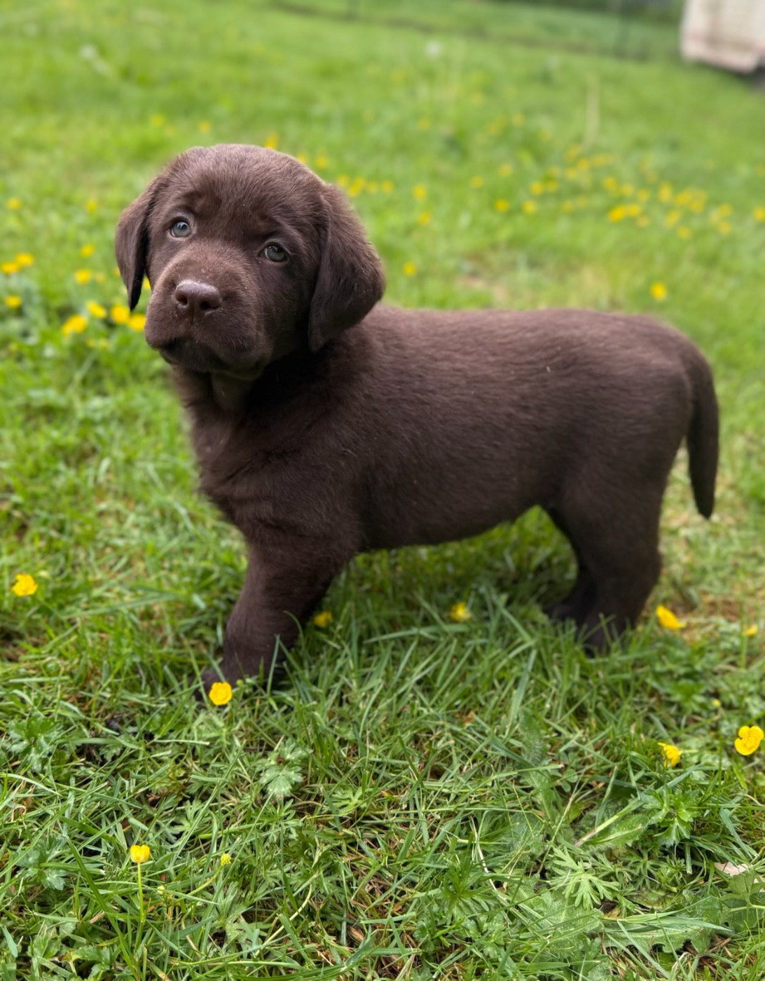 du moulin de madjurie - Chiots disponibles - Labrador Retriever