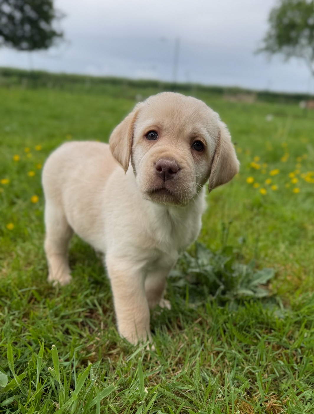 du moulin de madjurie - Chiots disponibles - Labrador Retriever