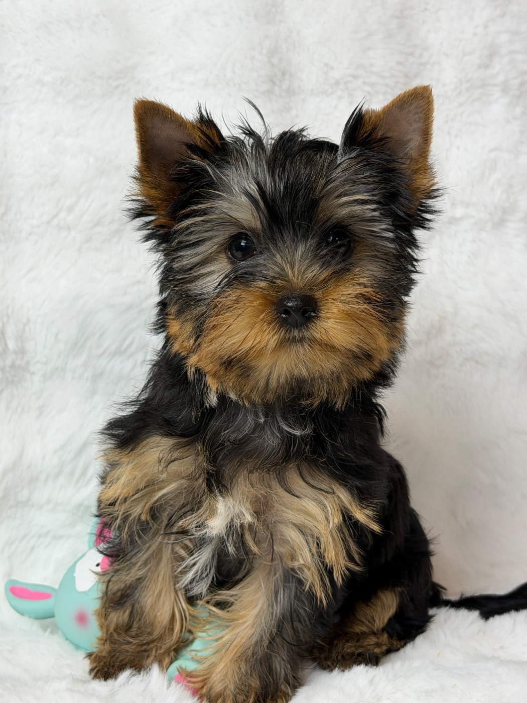 du moulin de madjurie - Chiots disponibles - Yorkshire Terrier