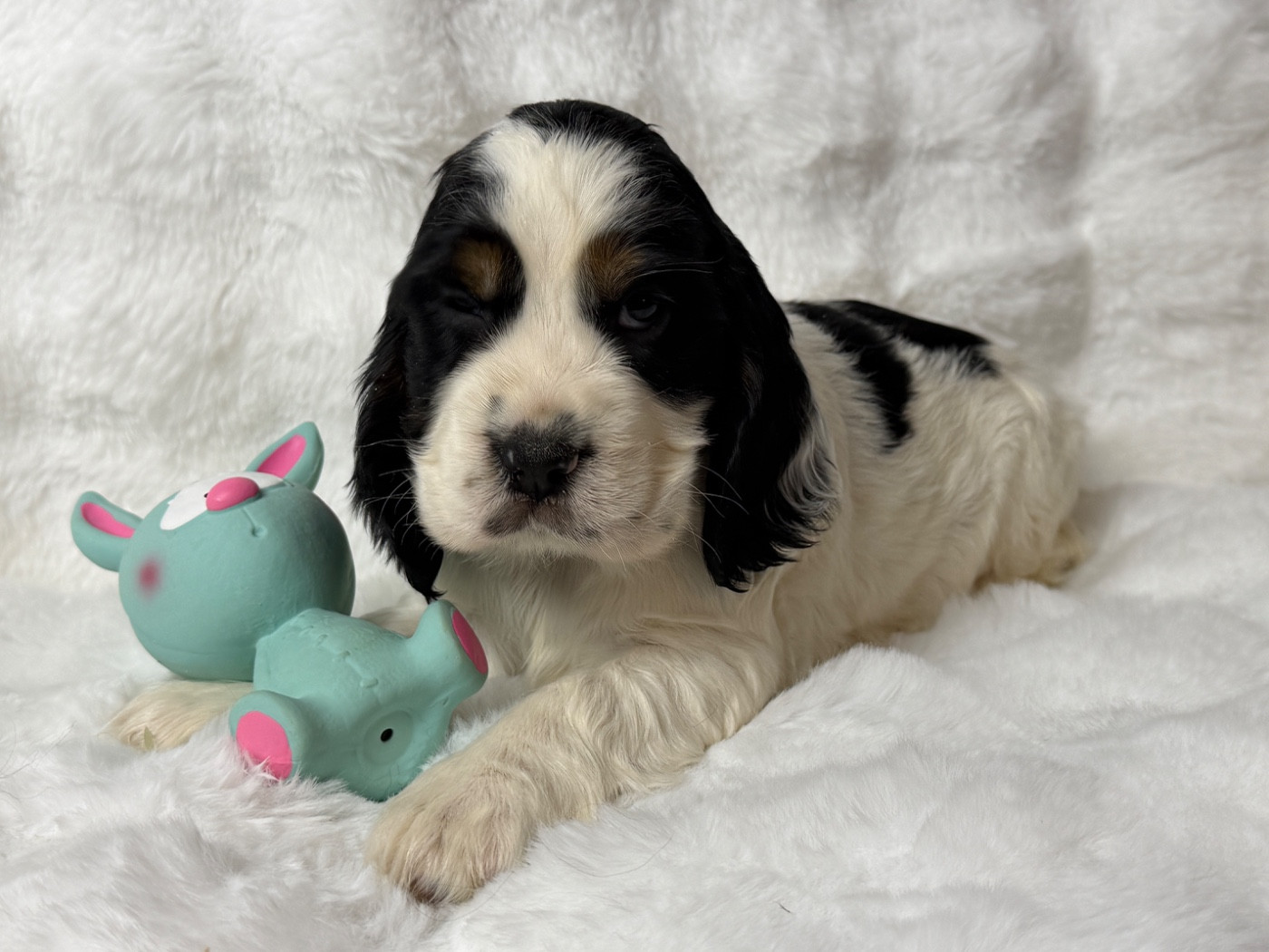 du moulin de madjurie - Chiots disponibles - Cocker Spaniel Anglais