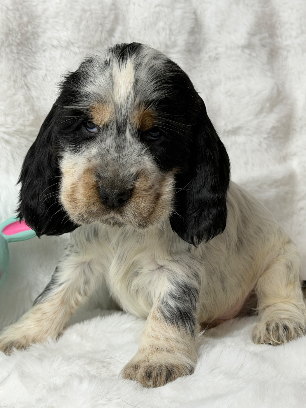 du moulin de madjurie - Chiots disponibles - Cocker Spaniel Anglais
