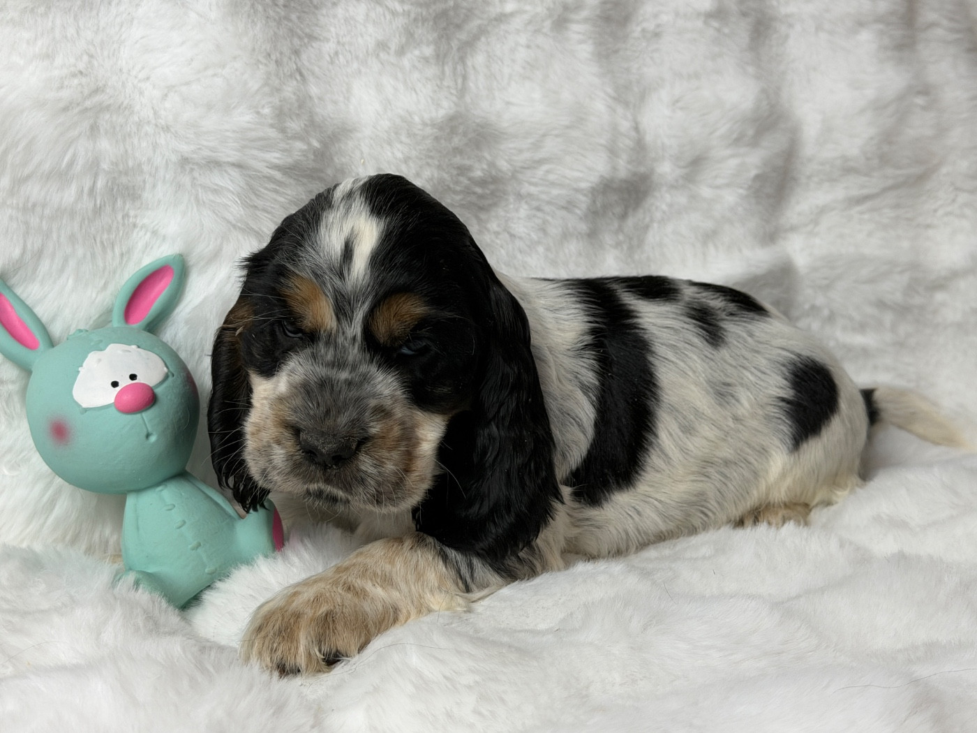 du moulin de madjurie - Chiots disponibles - Cocker Spaniel Anglais