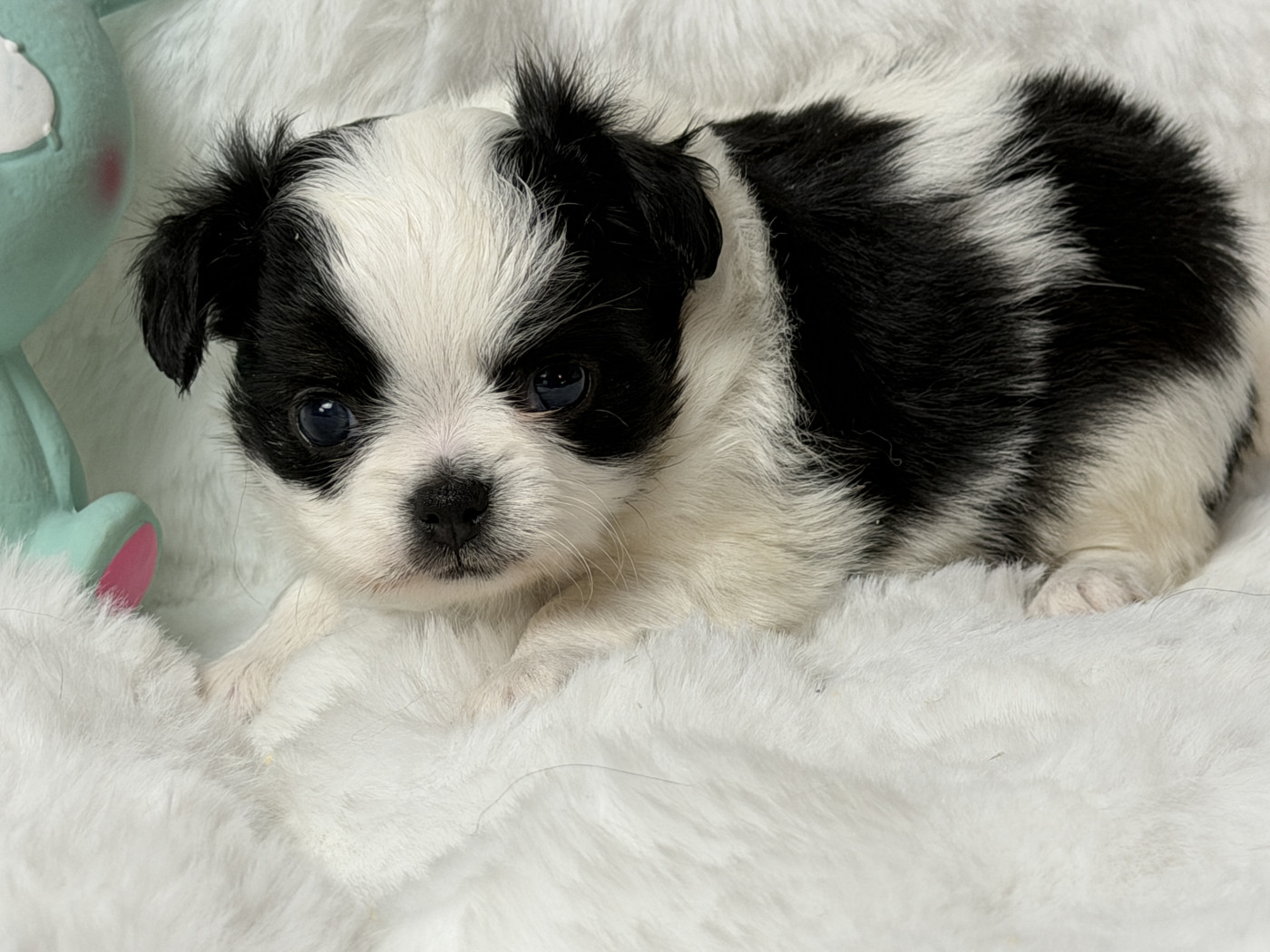 du moulin de madjurie - Chiots disponibles - Chihuahua