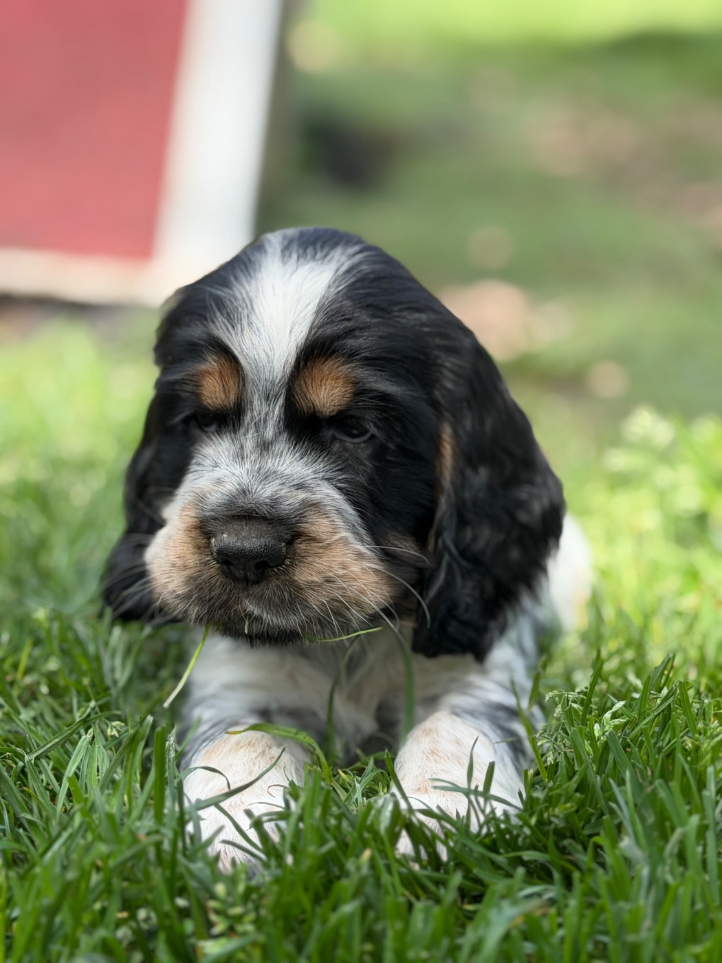 du moulin de madjurie - Chiots disponibles - Cocker Spaniel Anglais