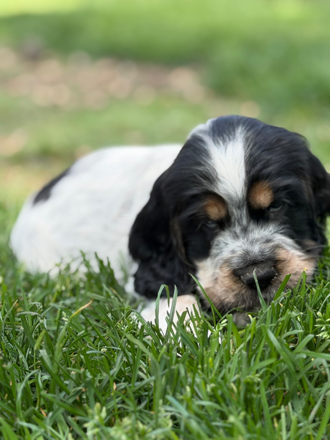 du moulin de madjurie - Chiots disponibles - Cocker Spaniel Anglais