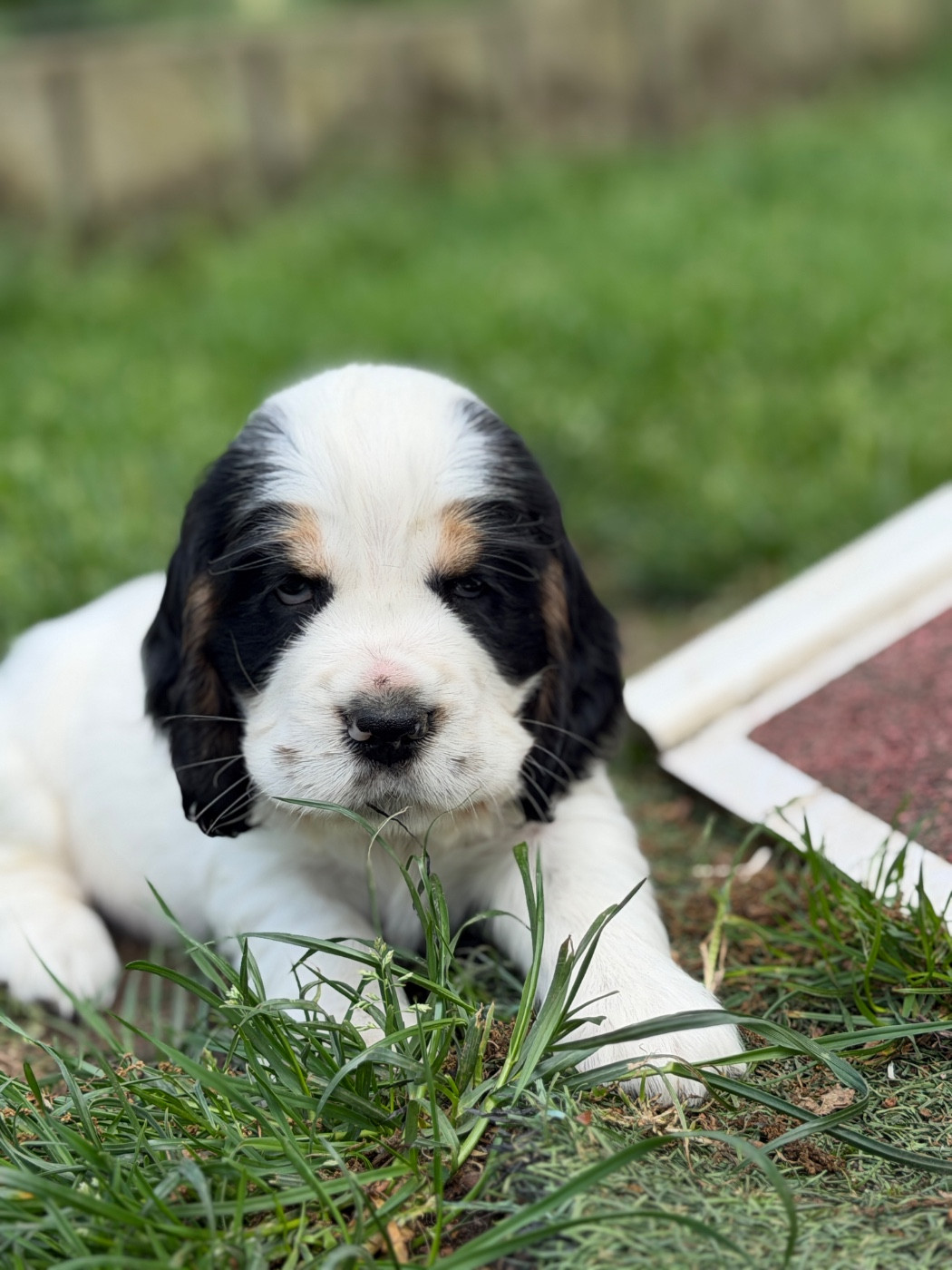 du moulin de madjurie - Chiots disponibles - Cocker Spaniel Anglais