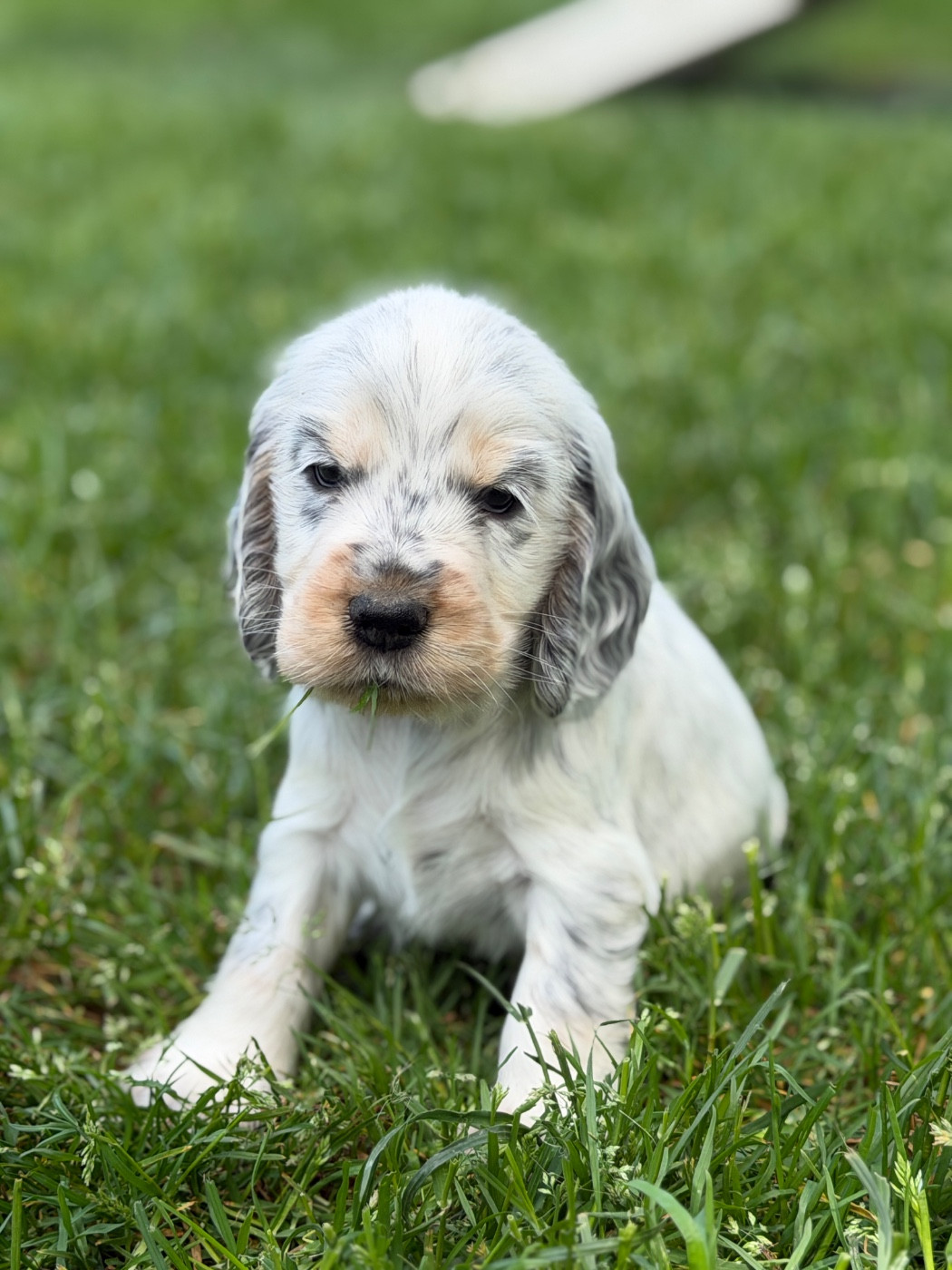 du moulin de madjurie - Chiots disponibles - Cocker Spaniel Anglais