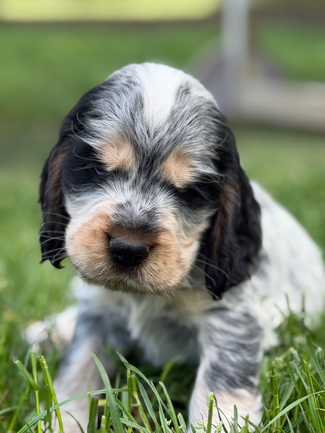 du moulin de madjurie - Chiots disponibles - Cocker Spaniel Anglais