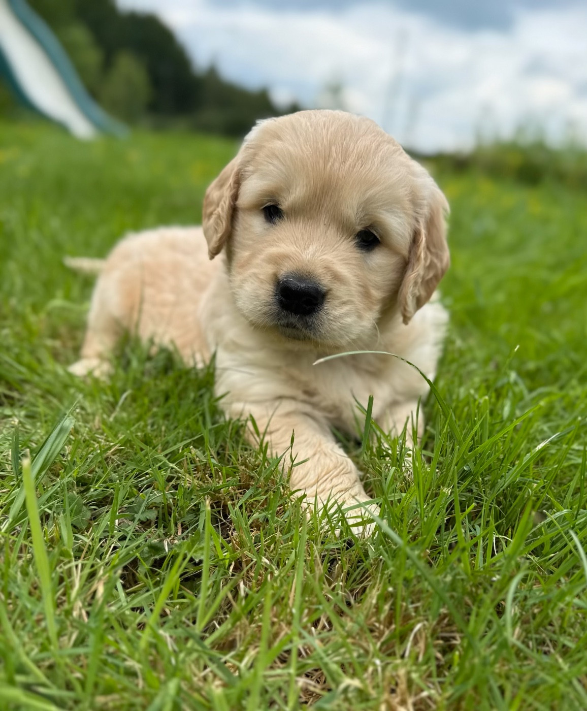 du moulin de madjurie - Chiots disponibles - Golden Retriever
