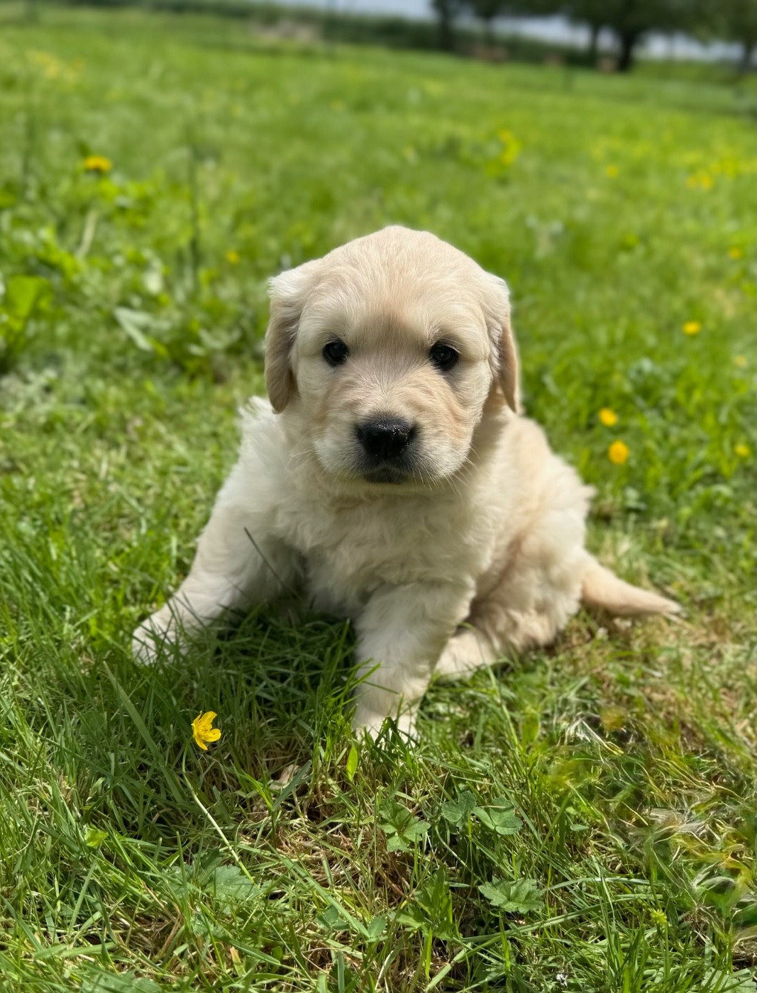 du moulin de madjurie - Chiots disponibles - Golden Retriever