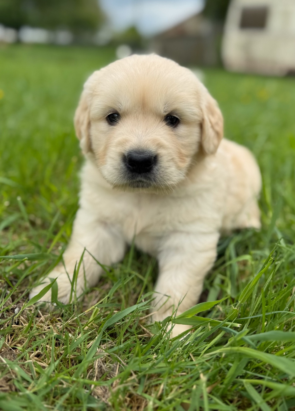 du moulin de madjurie - Chiots disponibles - Golden Retriever